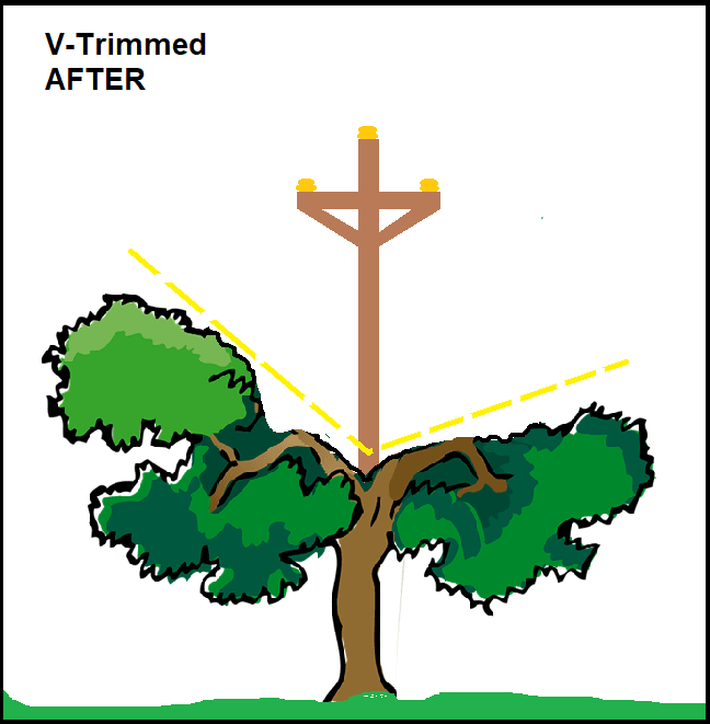 Tree trimmed into the shape of a letter V so no lines touch the tree or branches.